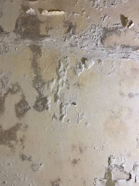 Professional Mold Remediation in Taylors, SC